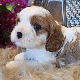 Jade - Blenheim male Cavalier King Charles Spaniel puppy in Marshfield, Missouri from Puppyloversplace