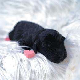 Osiris - Phantom male Goldendoodle puppy in Portsmouth, Virginia from Hopping Howlers Ranch