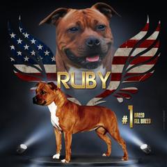 Staffordshire Bull Terrier All Grown Up from Spitfire 81 Staff's