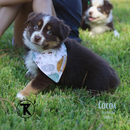 Australian Shepherd, Miniature American Shepherd, Miniature Australian Shepherd, and Toy Australian Shepherd Puppies from TK Standard, Mini, & Toy Aussies
