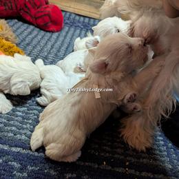 AKC lite pink ribbon - Wheaten female Miniature Schnauzer puppy in Greencastle, Indiana from Tiny Tushy Lodge