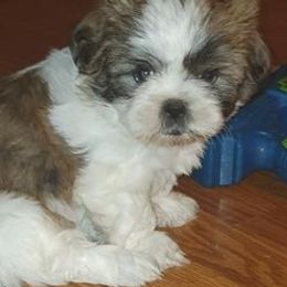 Shih Tzus from Happy Feet Puppies