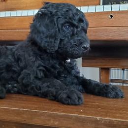 Poodle Puppies from Mountain Ridge Poodles