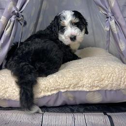 Bernedoodle Puppies from Bernedoodle Bunch