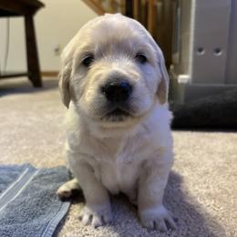 Dodger - Light golden male Golden Retriever puppy in Franklin, Indiana from Abundant Grace Goldens