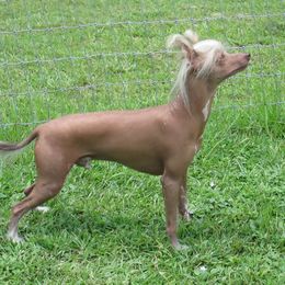 Monkey - Chinese Crested