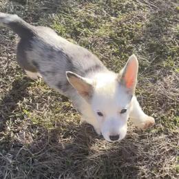 Jasmine - Blue merle and white female Cardigan Welsh Corgi puppy in Rexburg, Tennessee from Corgi Gardens