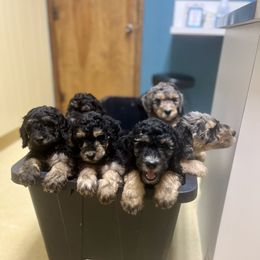 Goldendoodle Puppies from Fishermen’s Doodles