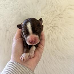 Blaze - Red tri-color male Australian Shepherd puppy in Cushing, Oklahoma from Midwest Aussies