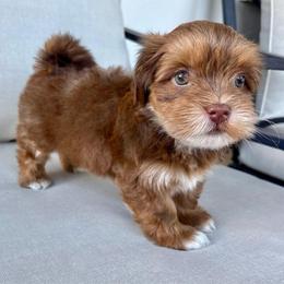 Kristoff - Red brindle male Havanese puppy in Orlando, Florida from Pixie Dust Havanese