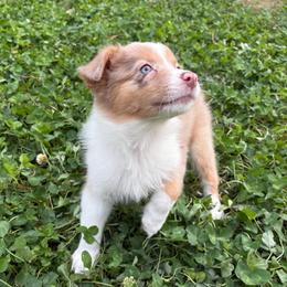 June - Red merle female Australian Shepherd puppy in Grants Pass, Oregon from Carmel Mountain Aussies