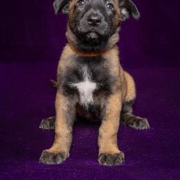 Brown - Fawn sable female Belgian Malinois puppy in Ellerbe, North Carolina from Grand Prix Kennel