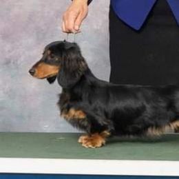 Nyla - Dachshund