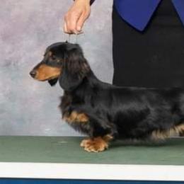 Nyla - Dachshund
