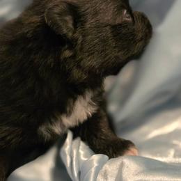 Dante - Black male Pomeranian puppy in Gun Barrel City, Texas from Petite Poms