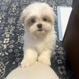 AKC Olaf - White male Shih Tzu puppy in Greenville, South Carolina from Babyface Shih Tzu