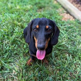 Ryder - Dachshund