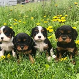 Cavalier King Charles Spaniels from Phoenix Farm
