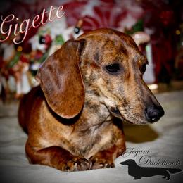 Gigette  - Dachshund