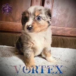 Vortex - Blue merle male Miniature Australian Shepherd puppy in Lubbock, Texas from Baby Storm Kennels
