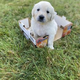 Golden Retriever Puppies from Silver Morning Farm