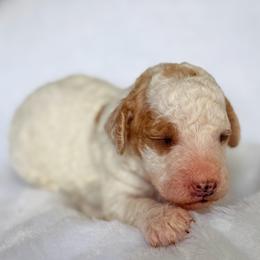 Andrew - Parti male Goldendoodle puppy in Urbana, Illinois from ZaraDoodles