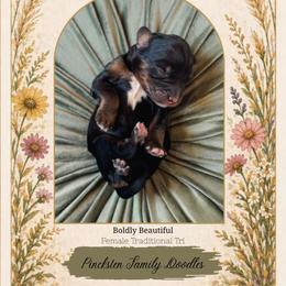 Zinna - Tri-color female Bernedoodle puppy in Jackson, Missouri from Pincksten Family Doodles