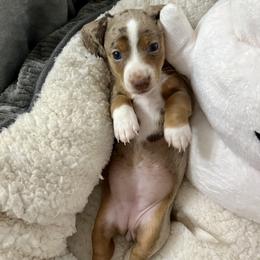 Dachshund Puppies from Honey Creek Doxies