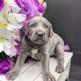 Petunia - Blue female Weimaraner puppy in Evart, Michigan from Drehbar Weimaraners