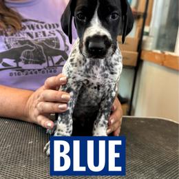 Blue Boy - Black and white male German Shorthaired Pointer puppy in Dearborn, Missouri from Hardwood Kennels