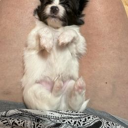 Papillon Puppies from Sapphire Papillons