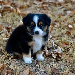 Casey - Black tri male Toy Australian Shepherd puppy in Powell Butte, Oregon from Willow Lane Ranch