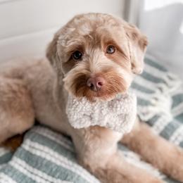 Dune - Goldendoodle
