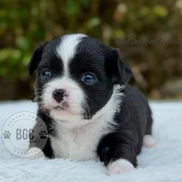 Jack - Black and white male Chihuahua puppy in Forsyth, Georgia from Brooks Grove Canines LLC