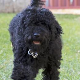 Barbet Puppies from Astarte Barbets