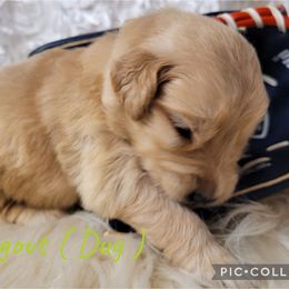 Dug out - Dark golden male Golden Retriever puppy in Greensburg, Kentucky from Southern Springs Goldens