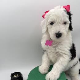 The Social Butterfly- Fuchsia collar - Black and white female Sheepadoodle puppy in Camden, North Carolina from Luv My Doodle