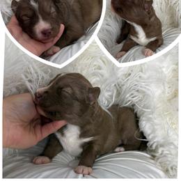 Sprout - Red and white male Siberian Husky puppy in Florence, Kentucky from Moonlight Howl Huskies