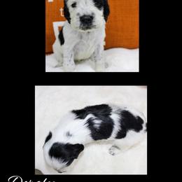 Doralee - Black and white female English Springer Spaniel puppy in Winchester, Kentucky from Hidden Springs Farm