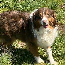 Sooner - Australian Shepherd