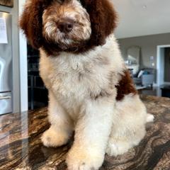 Newfypoo Puppies from Two Sisters Ranch, LLC