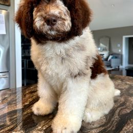 Newfypoo Puppies from Two Sisters Ranch, LLC