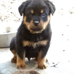 Rottweiler Puppies from Gateway Rottweilers