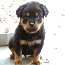 Rottweiler Puppies from Gateway Rottweilers