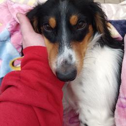 Benny - Dachshund
