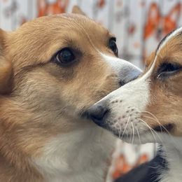 Pembroke Welsh Corgis from Hall Of Fame Corgis