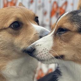 Pembroke Welsh Corgis from Hall Of Fame Corgis