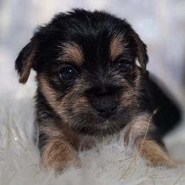 Girl 2 - Black and tan female Yorkshire Terrier puppy in Huddleston, Virginia from Potters Puppies