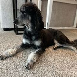 Goldendoodles from Lazy Dayz Doodles