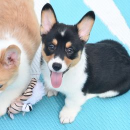 American Corgi, Cane Corso, Pembroke Welsh Corgi, and Rhodesian Ridgeback Puppies from Diamondcrest Inc